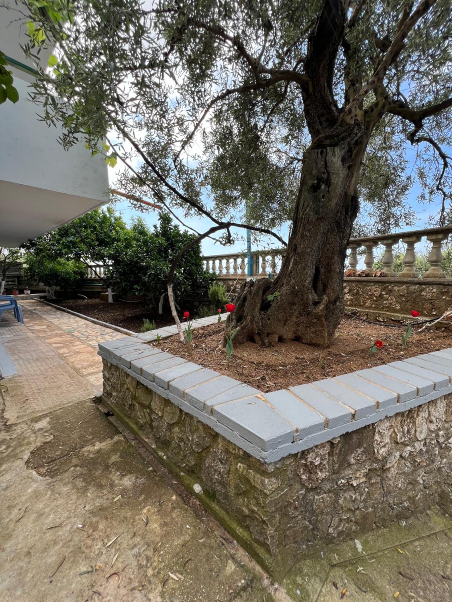 Petra Oliva Apartment Dhërmi Exterior foto